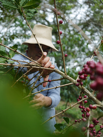 //lulucafe.mx/cdn/shop/files/LULU_CAFE_F1.jpg?v=1757351994&width=800