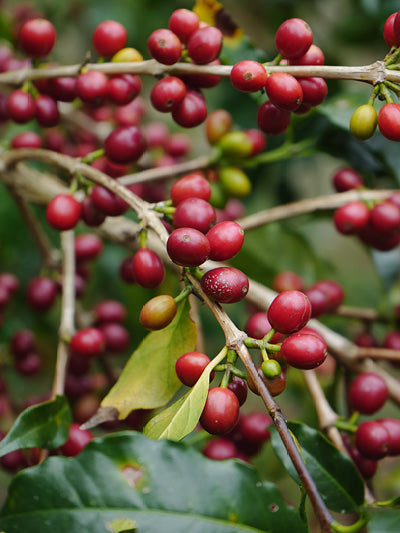 //lulucafe.mx/cdn/shop/files/LULU_CAFE_F2.jpg?v=1757351994&width=800