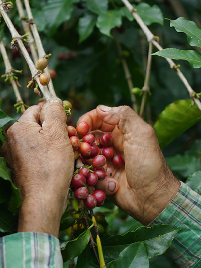 //lulucafe.mx/cdn/shop/files/LULU_CAFE_F3.jpg?v=1757351994&width=800