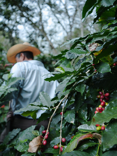 //lulucafe.mx/cdn/shop/files/LULU_CAFE_F4.jpg?v=1757351994&width=800